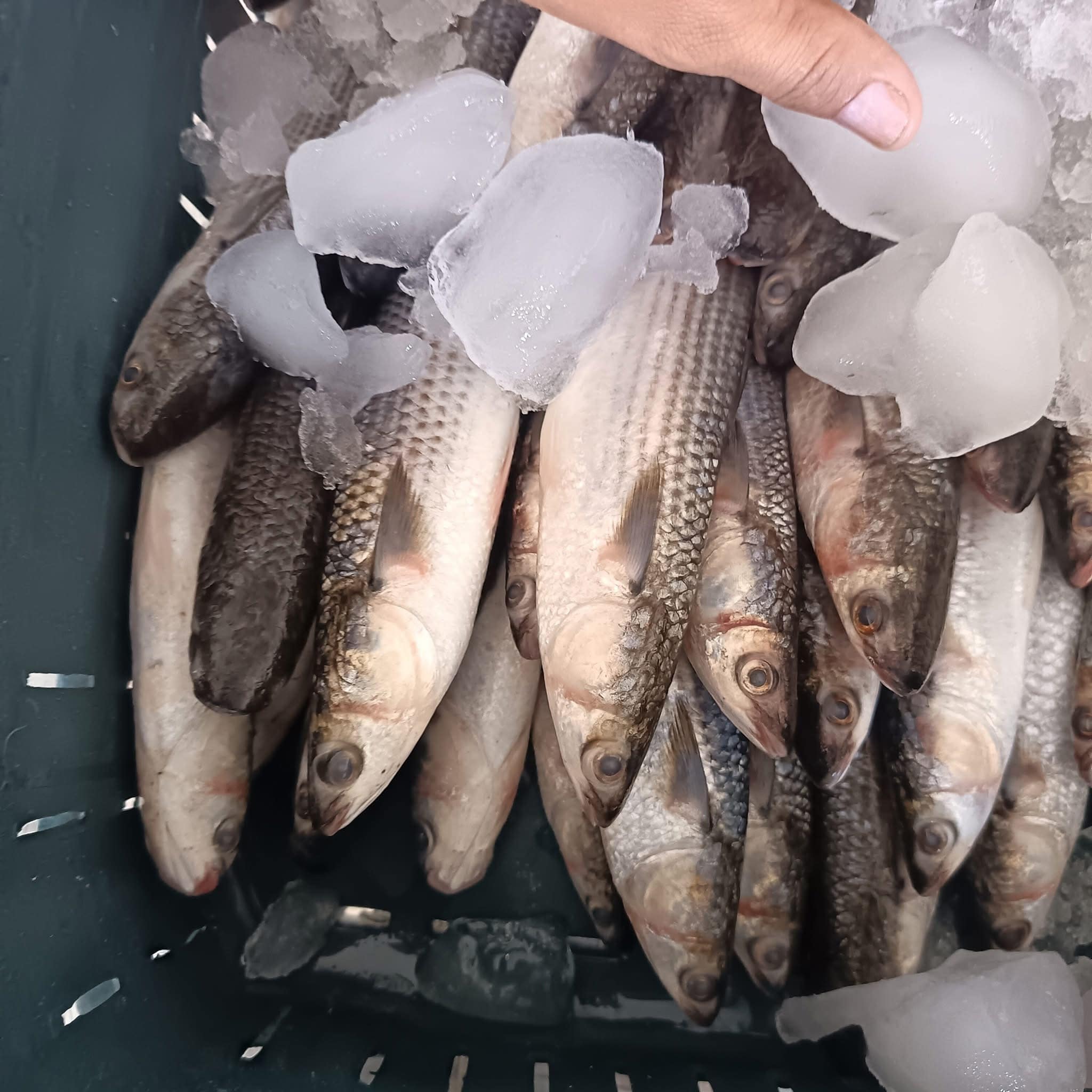 Striped mullet sorted on ice